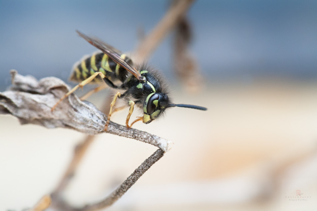 Bee Macro