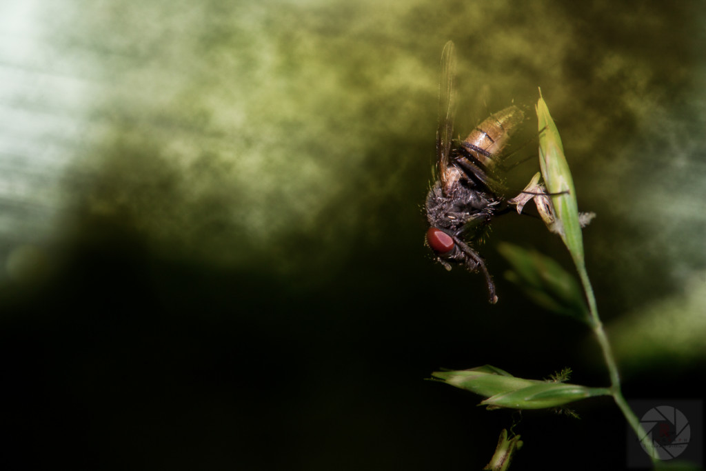 Smokin' Fly