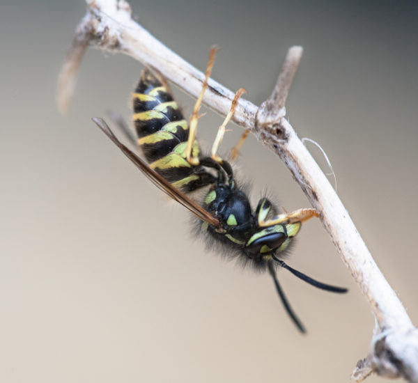 Macro-Insects And Spiders