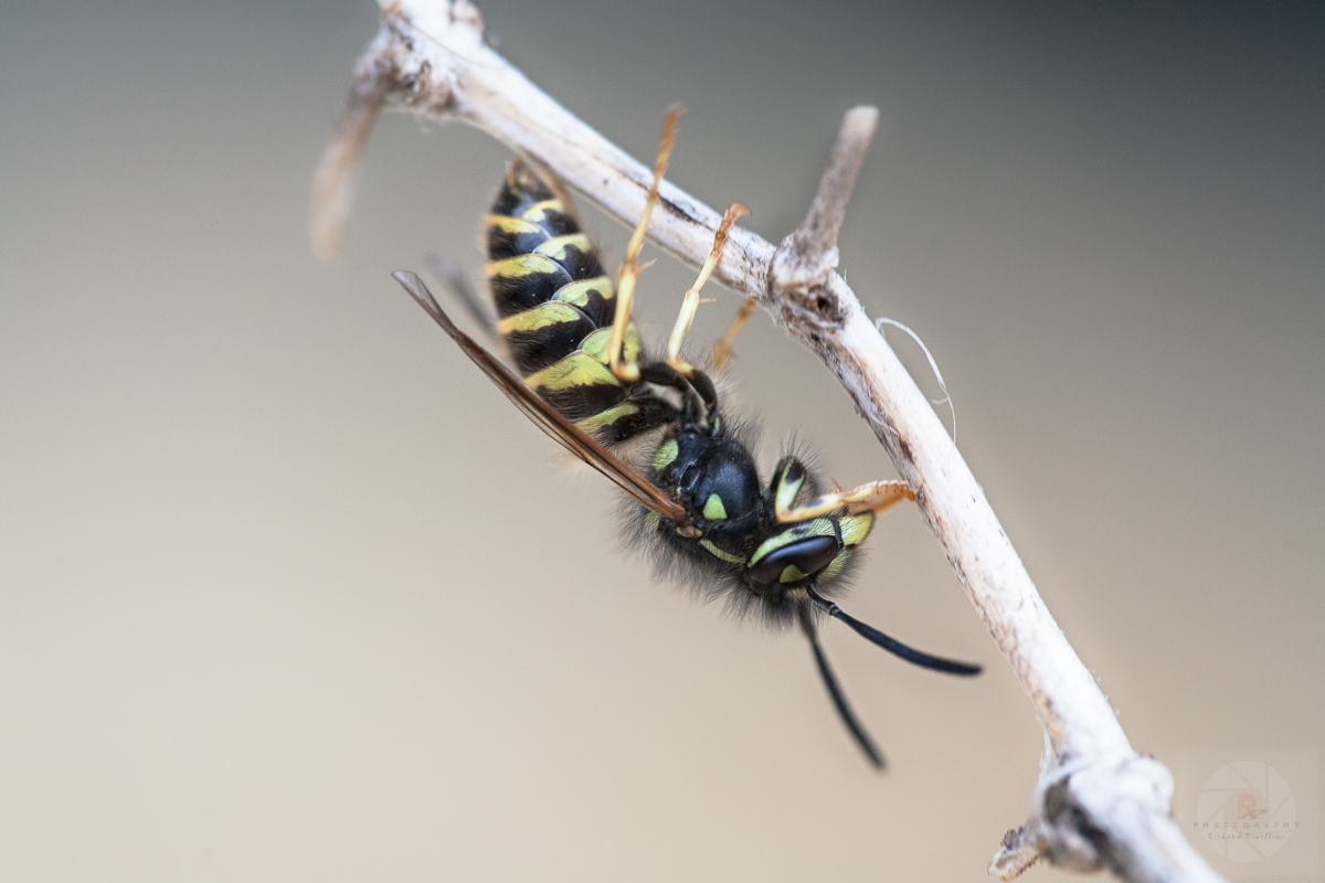 Macrofotografering: Insekter och Spindlar