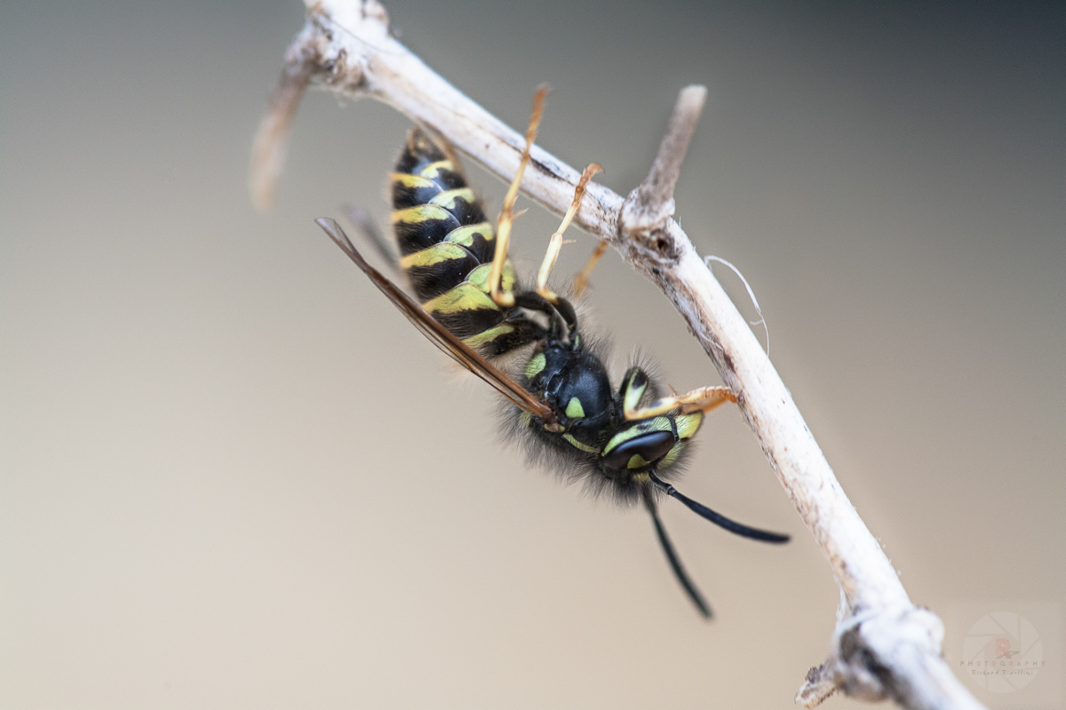 Macro-Insects And Spiders