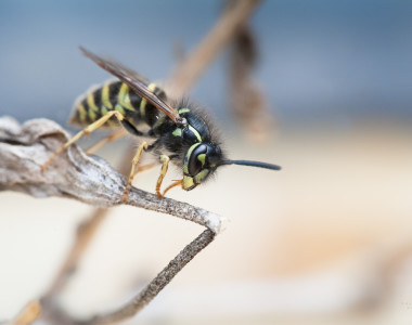 Macro-Insects And Spiders