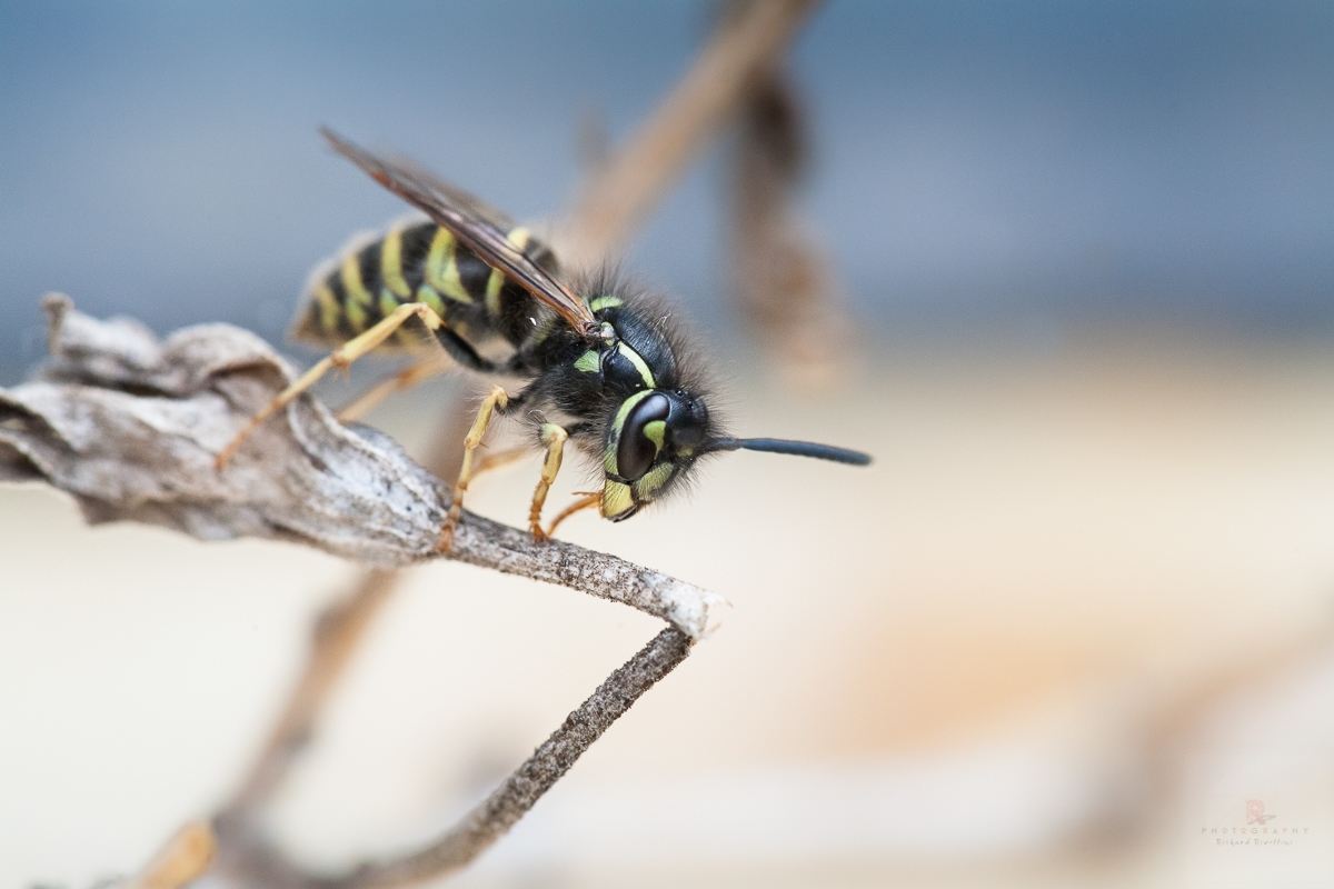 Macro-Insects And Spiders